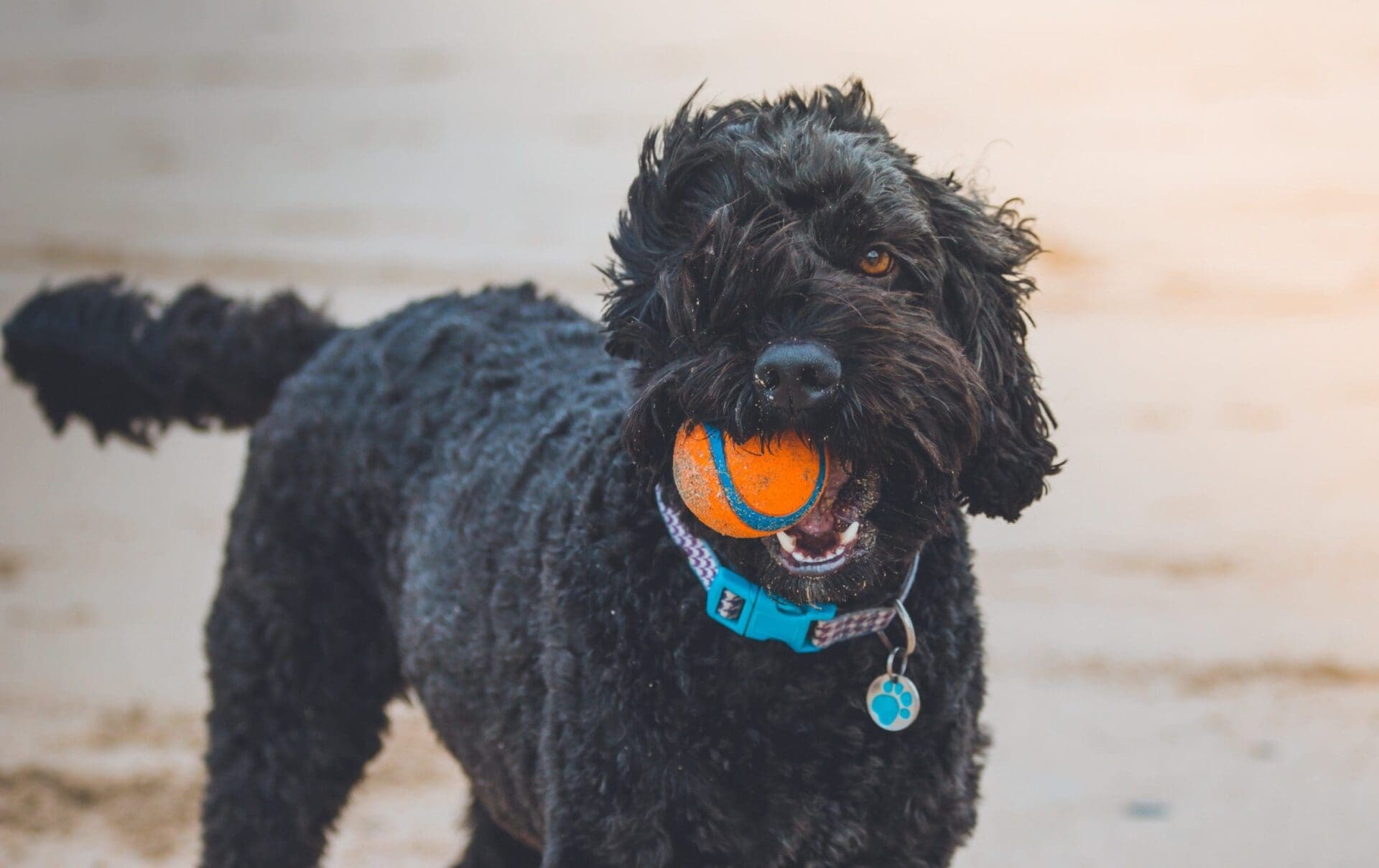 WHOA Dust for Dog Agility Arenas Whoa Dust